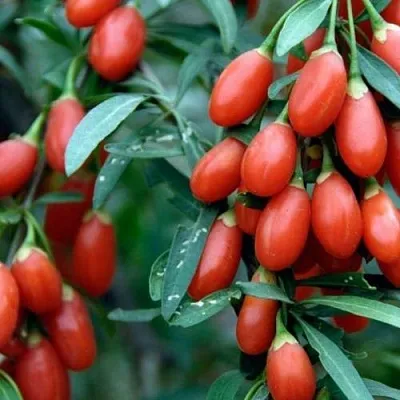 Годжи NEW BIG  Годжи NEW BIG в Кирове