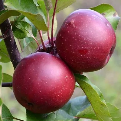 Красномясая  Красномясая в Кирове