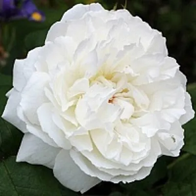 Саженцы роз ВИНЧЕСТЕР КАФЕДРАЛ английская в Кирове