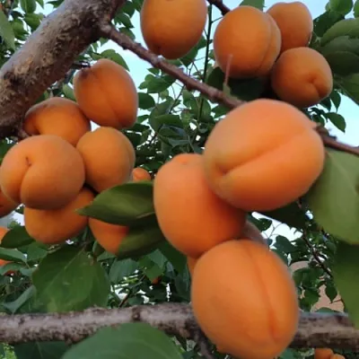 Абрикос ГОЛД РИЧ  Абрикос ГОЛД РИЧ в Кирове