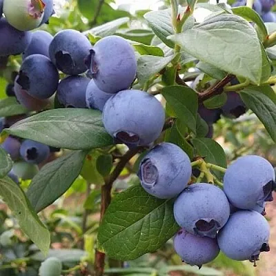 Голубика БЛЮГОЛД в Кирове