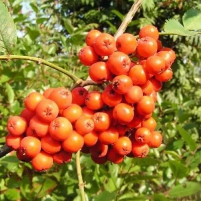 Рябина КОНЦЕНТРА сладкоплодная — описание сорта Рябина КОНЦЕНТРА сладкоплодная в Кирове