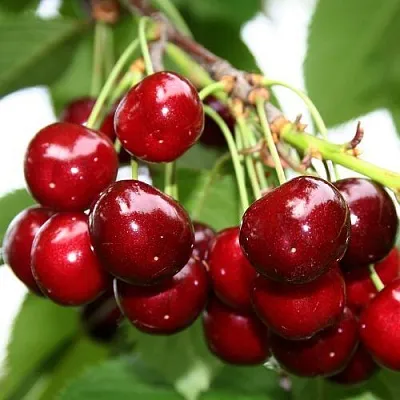 Черешня МИНЧАНКА  Черешня МИНЧАНКА в Кирове