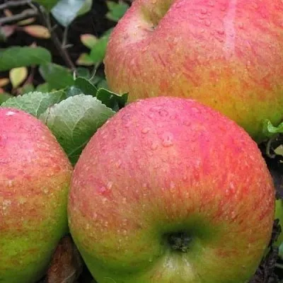 Яблоня ЯБЛОЧНЫЙ СПАС  Яблоня ЯБЛОЧНЫЙ СПАС в Кирове