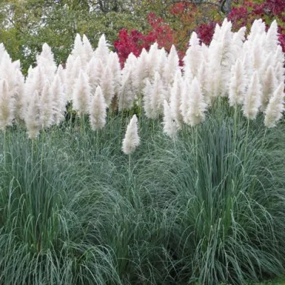 Кортадерия белая (пампасная трава) в Кирове