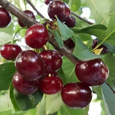 Дюк СЛАВЯНКА  Дюк СЛАВЯНКА в Кирове