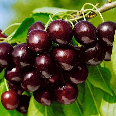 Черешня ВИТЯЗЬ  Черешня ВИТЯЗЬ в Кирове