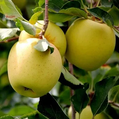 Яблоня ГОЛДЕН ВЛАДИМИРСКИЙ  Яблоня ГОЛДЕН ВЛАДИМИРСКИЙ в Кирове
