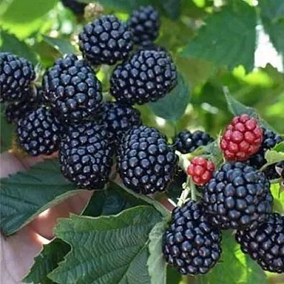 Ежевика ПОЛАР бесшипная  Ежевика ПОЛАР бесшипная в Кирове