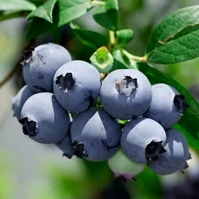 Голубика СИЕРРА в Кирове