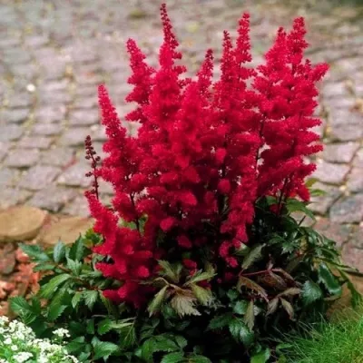 Астильба ГЛАТ Арендса — описание сорта Астильба ГЛАТ Арендса в Кирове