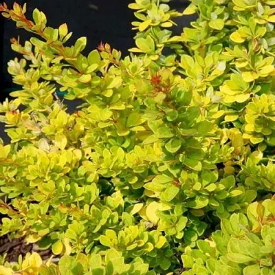 Барбарис СЕНСЕЙШЕН тунберга  Барбарис СЕНСЕЙШЕН тунберга в Кирове