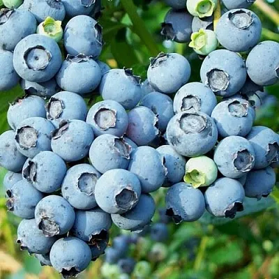 Голубика ПУРУ в Кирове