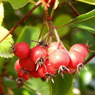 Боярышник ШАМИЛЬ  Боярышник ШАМИЛЬ в Кирове