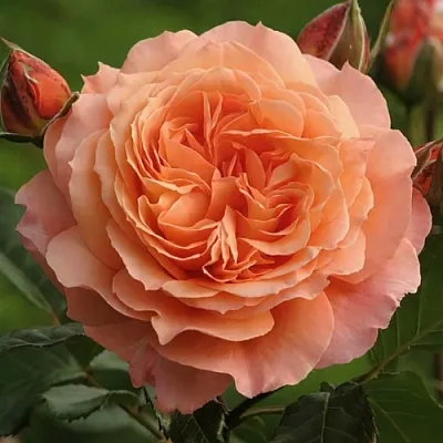 Саженцы роз БЕЛЬВЕДЕР шраб в Кирове