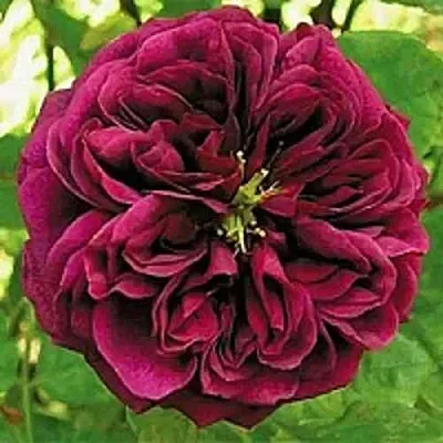 Саженцы роз ЗЕ ПРИНЦ английская в Кирове