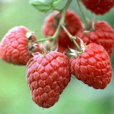 Малина ХЕРИТЕЙДЖ  Малина ХЕРИТЕЙДЖ в Кирове