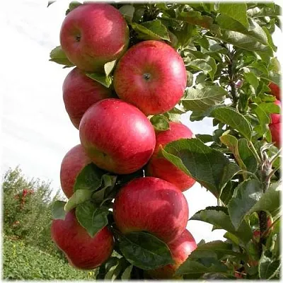 Яблоня ОСТАНКИНО колонновидная  Яблоня ОСТАНКИНО колонновидная в Кирове