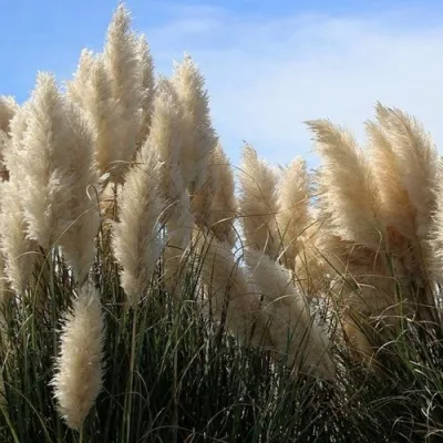 Кортадерия белая (пампасная трава) в Кирове