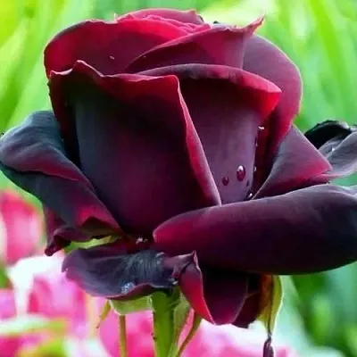 Саженцы роз ЧЕРНЫЙ ПРИНЦ чайно-гибридная в Кирове