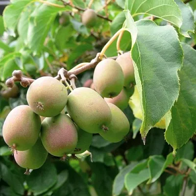 Актинидия ЛЮСИ аргута  в Кирове