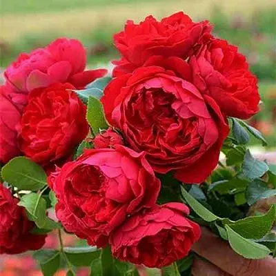 Саженцы роз ФЛОРЕНТИНА плетистая  Саженцы роз ФЛОРЕНТИНА плетистая в Кирове