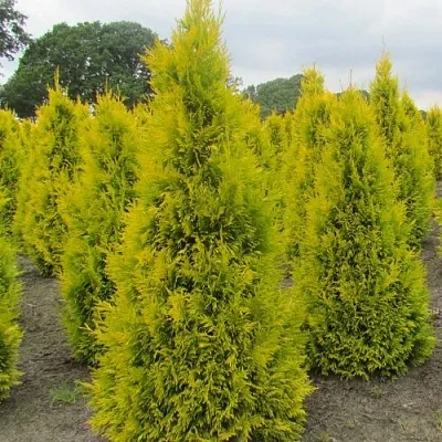 Туя САНКИСТ западная в Кирове