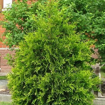 Туя АНЯ (АНИЕ) западная в Кирове