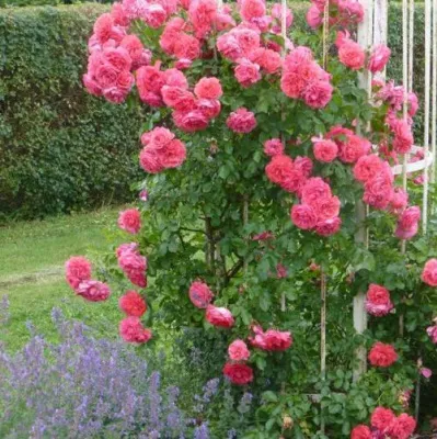 Саженцы роз РОЗАРИУМ ЮТЕРСОН плетистая в Кирове