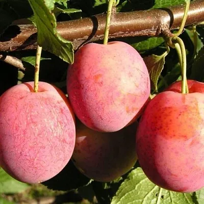 Слива ВИКТОРИЯ  Слива ВИКТОРИЯ в Кирове