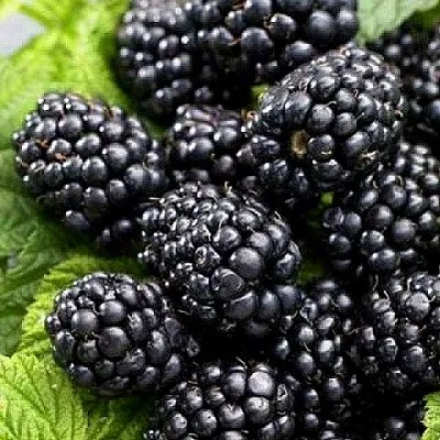 Ежевика БЖЕЗИНА бесшипная  Ежевика БЖЕЗИНА бесшипная в Кирове