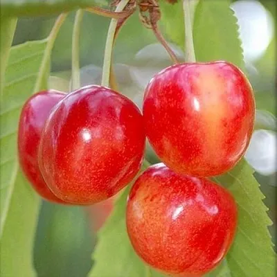 Черешня МЕДУНИЦА  Черешня МЕДУНИЦА в Кирове