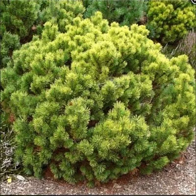 Ель ДАНС ДВАРФ обыкновення в Кирове