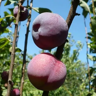 Плумкот ВЕЙ ВОНГ  Плумкот ВЕЙ ВОНГ в Кирове