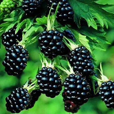 Ежевика КИТАНИНИ бесшипная  Ежевика КИТАНИНИ бесшипная в Кирове