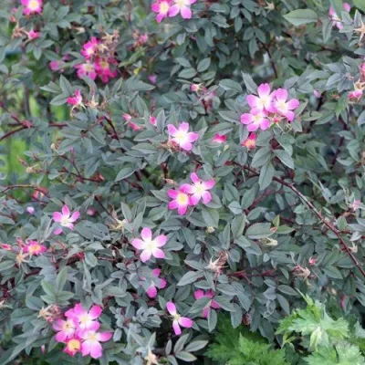 Саженцы роз сизая — описание сорта Саженцы роз сизая в Кирове