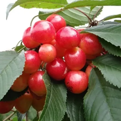 Черешня ГАСТИНЕЦ — описание сорта Черешня ГАСТИНЕЦ в Кирове