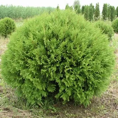 Туя ГЛОБОЗА западная в Кирове