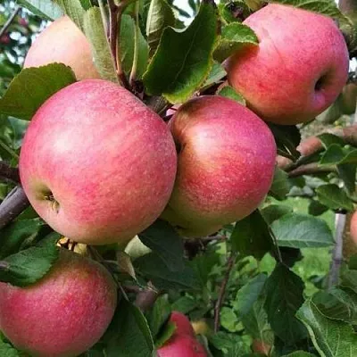 Яблоня ТЕРЕМОК  Яблоня ТЕРЕМОК в Кирове