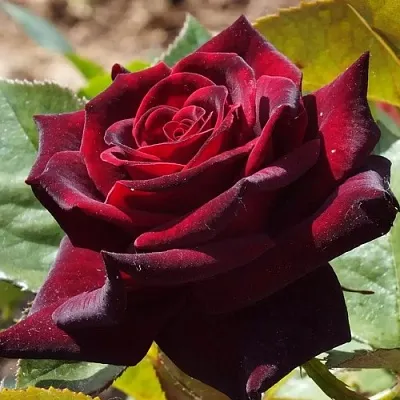 Саженцы роз БЛЭК БАККАРА чайно-гибридная в Кирове