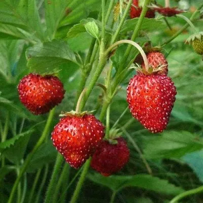 Земляника АЛЬПИЙСКАЯ в Кирове