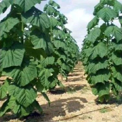 Павлония ПАО ТОГН Z07 в Кирове