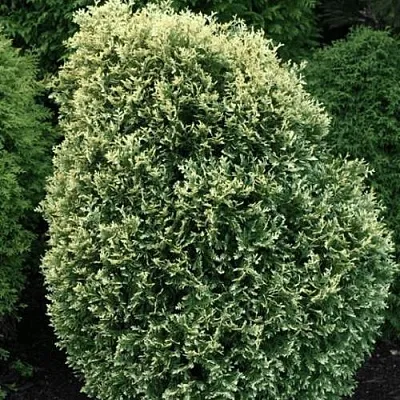 Туя ЛИТОМИШИЛ западная в Кирове