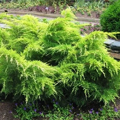 Можжевельник ГОЛД КОСТ средний в Кирове