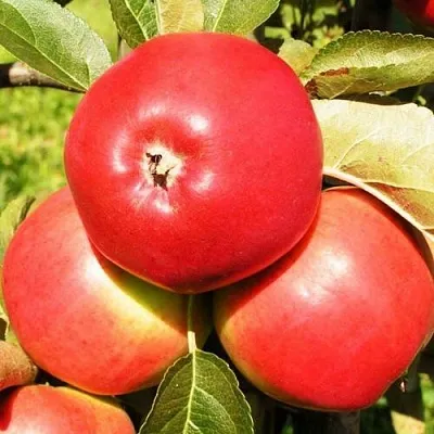 Яблоня СЯБРЫНА  Яблоня СЯБРЫНА в Кирове