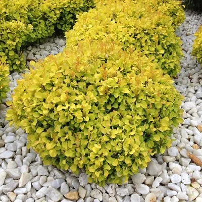 Барбарис БОНАНЗА ГОЛД тунберга  Барбарис БОНАНЗА ГОЛД тунберга в Кирове