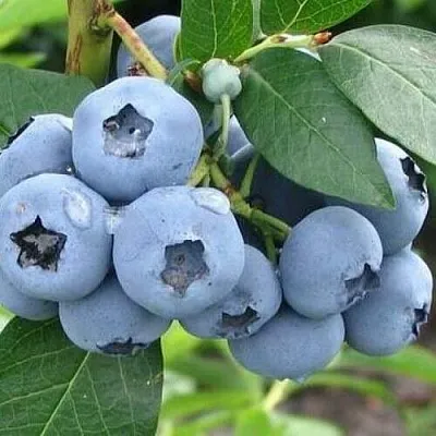 Голубика БЛЮЭТТА в Кирове