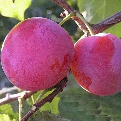 Слива ДЕЛИКАТНАЯ  Слива ДЕЛИКАТНАЯ в Кирове