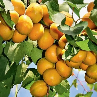 Абрикос БРЯНСКИЙ РАННИЙ  Абрикос БРЯНСКИЙ РАННИЙ в Кирове