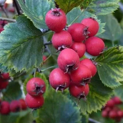 Боярышник АРНОЛЬДА  Боярышник АРНОЛЬДА в Кирове